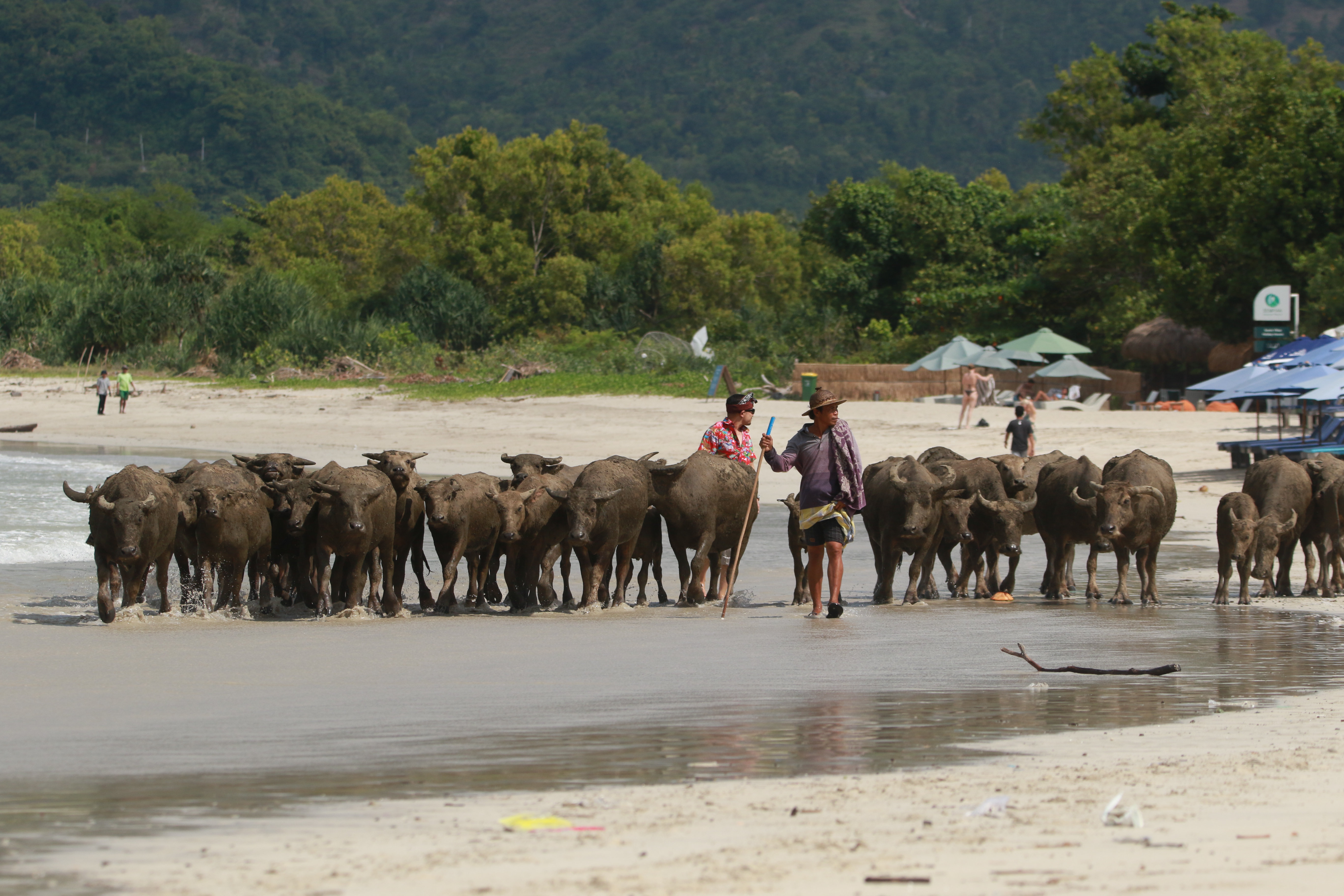 Buffalo on the beach Selong Belanak